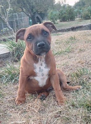 Les chiots de Staffordshire Bull Terrier