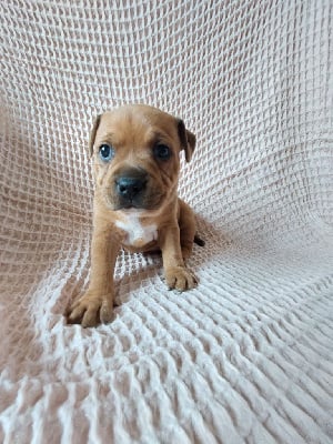 Les chiots de Staffordshire Bull Terrier