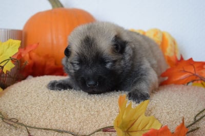 Mr Orange - Eurasier