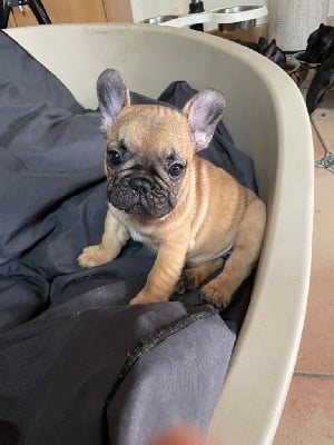 Les chiots de Bouledogue français