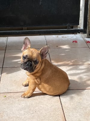 Les chiots de Bouledogue français