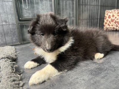 Les chiots de Shetland Sheepdog