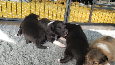 Les chiots de Shetland Sheepdog