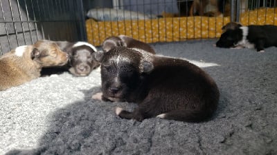 Les chiots de Shetland Sheepdog