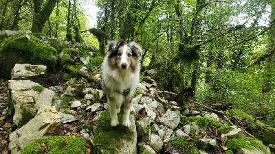 Les chiots de Shetland Sheepdog