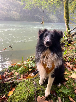 Les chiots de Shetland Sheepdog