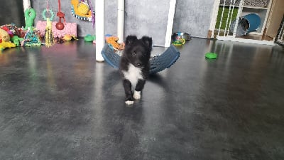 Les chiots de Shetland Sheepdog