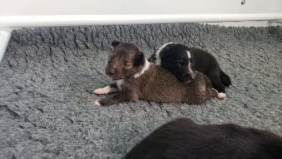 Les chiots de Shetland Sheepdog