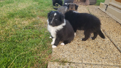 Les chiots de Shetland Sheepdog