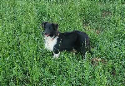 Les chiots de Shetland Sheepdog