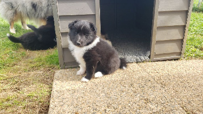 Les chiots de Shetland Sheepdog