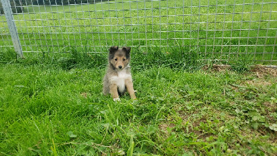 Les chiots de Shetland Sheepdog