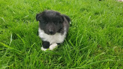 Les chiots de Shetland Sheepdog