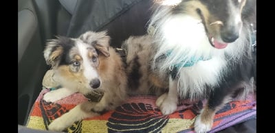 Les chiots de Shetland Sheepdog