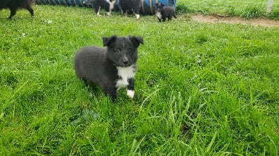 Les chiots de Shetland Sheepdog