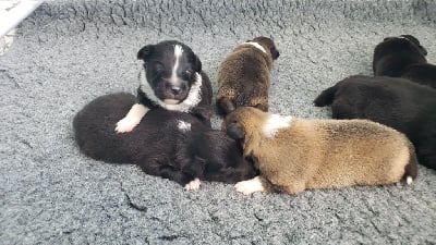 Les chiots de Shetland Sheepdog