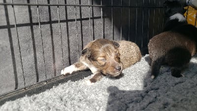 Les chiots de Shetland Sheepdog