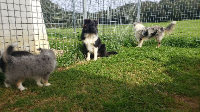 Les chiots de Shetland Sheepdog