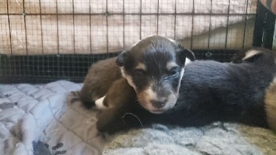 Les chiots de Shetland Sheepdog