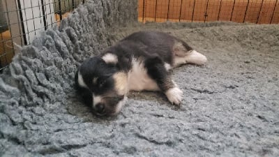 Les chiots de Shetland Sheepdog