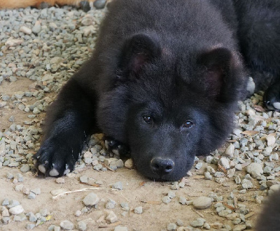 Les chiots de Eurasier