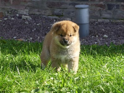 Les chiots de Shiba