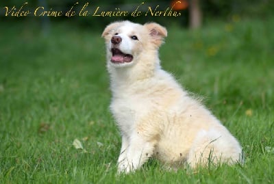 Les chiots de Border Collie