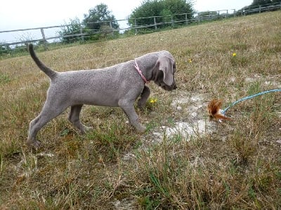 Les chiots de Braque de Weimar