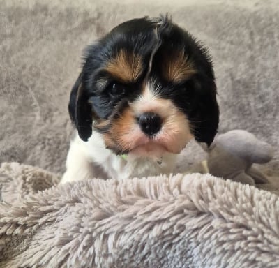 Les chiots de Cavalier King Charles Spaniel