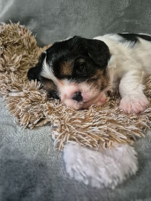 Chiot collier gris - Cavalier King Charles Spaniel