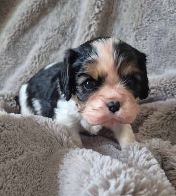 Les chiots de Cavalier King Charles Spaniel