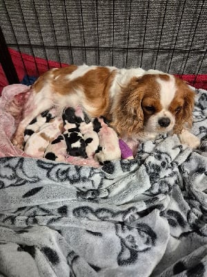 Les chiots de Cavalier King Charles Spaniel