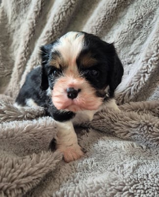 Les chiots de Cavalier King Charles Spaniel