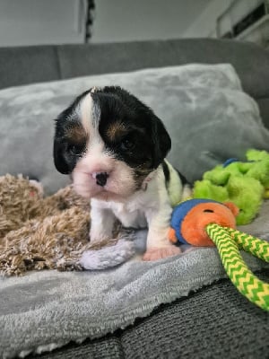 CHIOT collier rose - Cavalier King Charles Spaniel