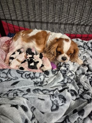 Les chiots de Cavalier King Charles Spaniel