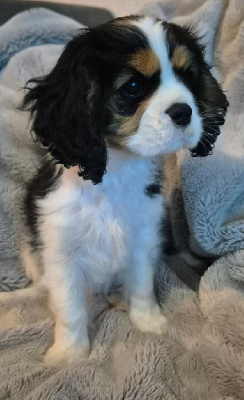 Les chiots de Cavalier King Charles Spaniel