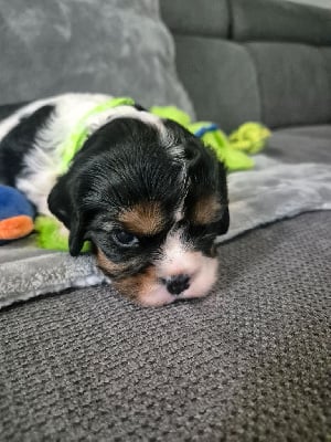 CHIOT collier vert - Cavalier King Charles Spaniel