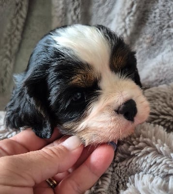 Les chiots de Cavalier King Charles Spaniel