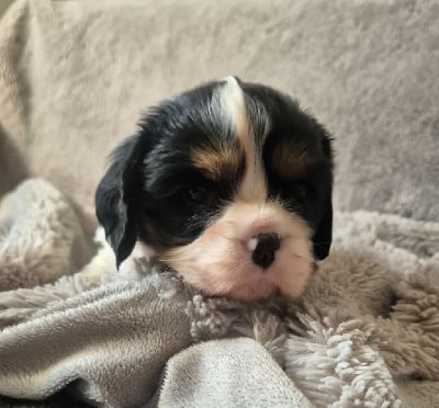 Les chiots de Cavalier King Charles Spaniel