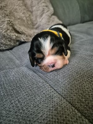 Les chiots de Cavalier King Charles Spaniel