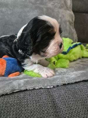 Les chiots de Cavalier King Charles Spaniel