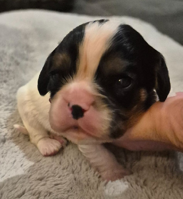 Les chiots de Cavalier King Charles Spaniel