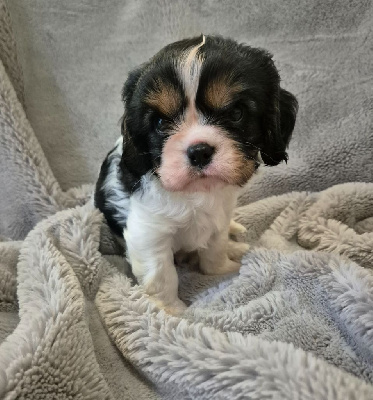 Les chiots de Cavalier King Charles Spaniel