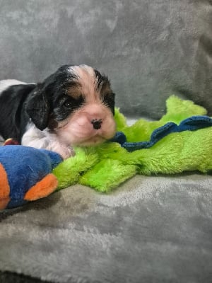 Les chiots de Cavalier King Charles Spaniel