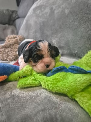 Les chiots de Cavalier King Charles Spaniel