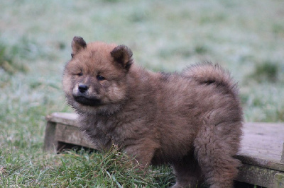 Les chiots de Eurasier