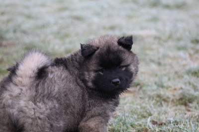 Les chiots de Eurasier