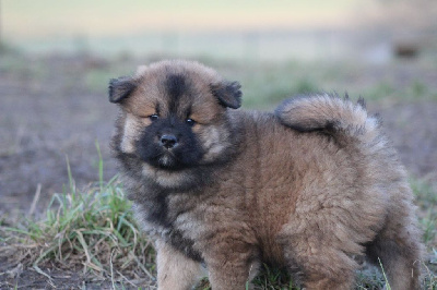 Les chiots de Eurasier