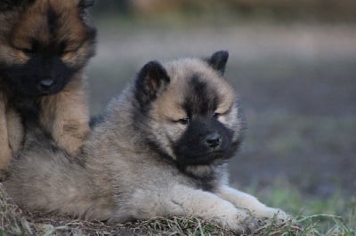 Les chiots de Eurasier