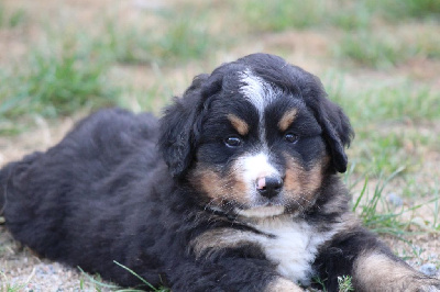 Les chiots de Bouvier Bernois